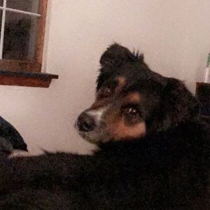 Meet your Posher, Brit